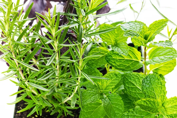 Fresh garden herbs background. Selective focus.