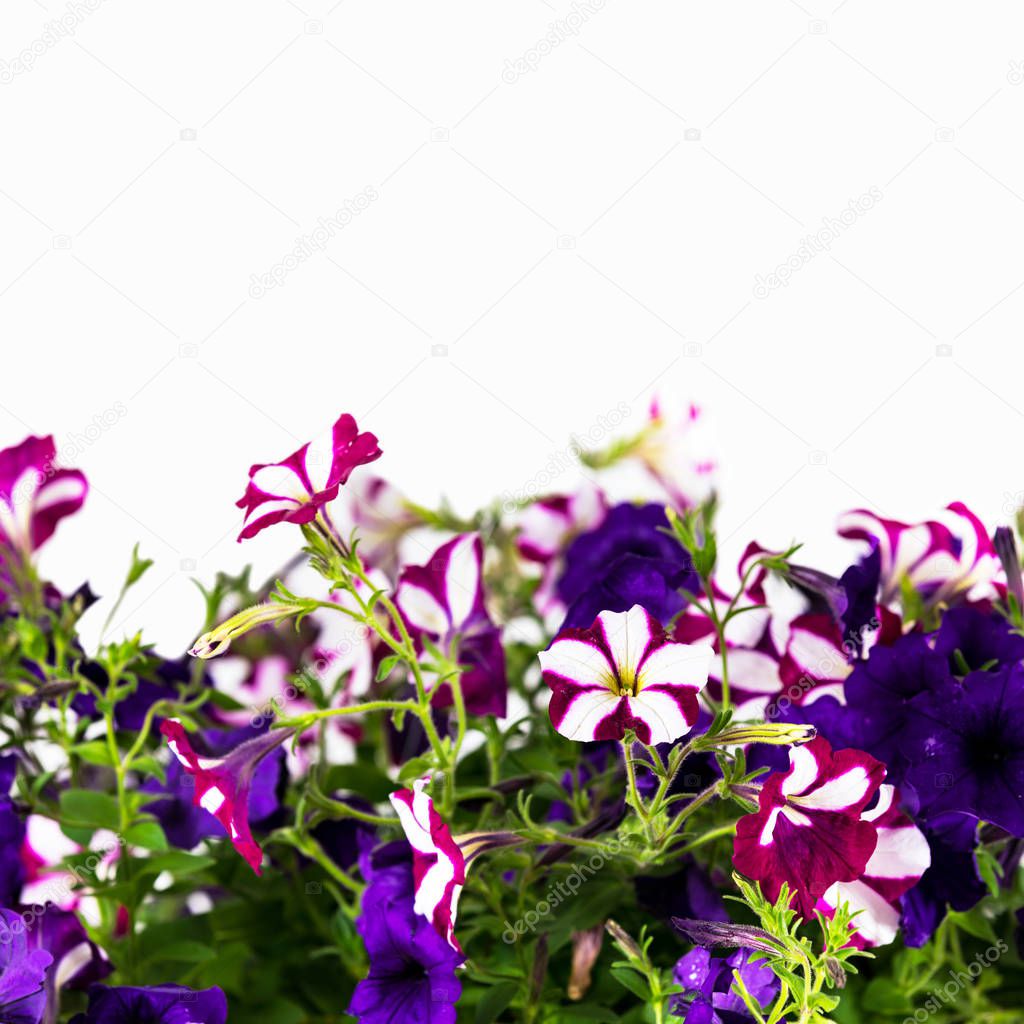Petunia Background for Text Card Concept. Selective focus.