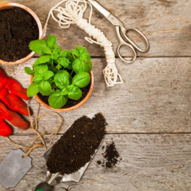 Bahar yeşil fesleğen bitki bitki tencerede yetiştirme ile arka plan Bahçe. Seçici odak. 