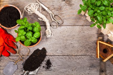 Bahar yeşil fesleğen bitki bitki tencerede yetiştirme ile arka plan Bahçe. Seçici odak. 