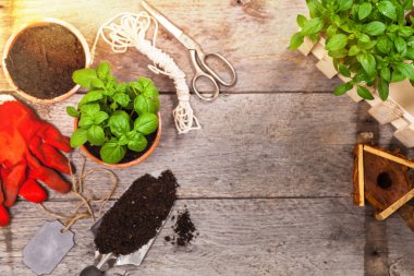 Bahar yeşil fesleğen bitki bitki tencerede yetiştirme ile arka plan Bahçe. Seçici odak. 