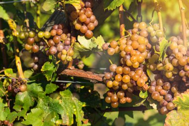 Sonbahar Harvest yılında günbatımı mahzeninde beyaz üzüm. Olgun üzüm sonbaharda. Şarap kavramı. Seçici odak.