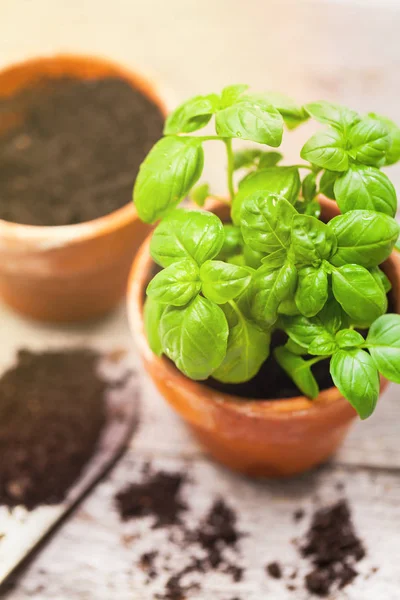 Spring Gardening Background Growing Green Basil Herb Plants Pot Dalam — Stok Foto