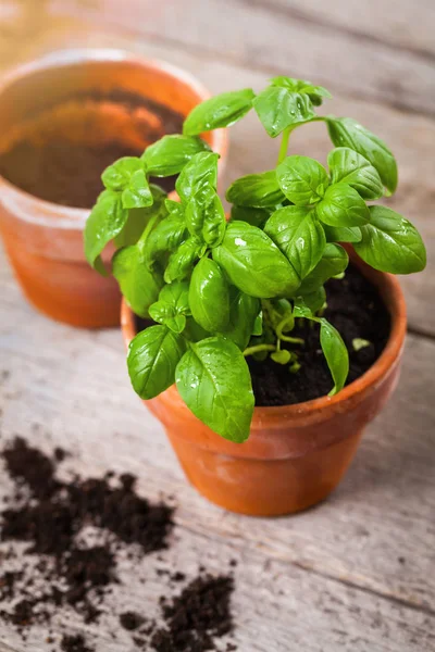 Spring Gardening Background Growing Green Basil Herb Plants Pot Dalam — Stok Foto