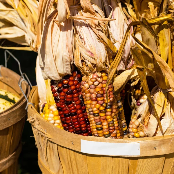 Őszi Betakarítás Színes Indiai Kukorica Egy Kosárban Szelektív Összpontosít — Stock Fotó