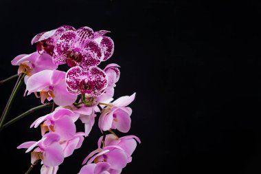 Orkide çiçekleri siyah arka plan üzerine. Seçici odak.