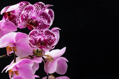 Orkide çiçekleri siyah arka plan üzerine. Seçici odak.