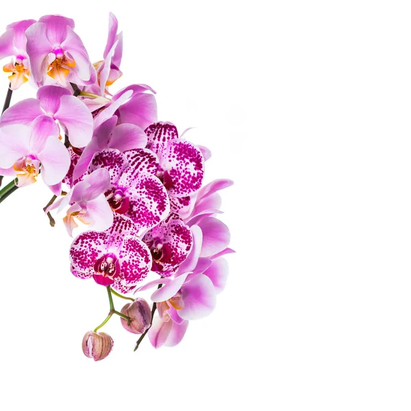 Orchid Blommor Isolerad Vit Bakgrund Med Kopia Utrymme Selektivt Fokus — Stockfoto