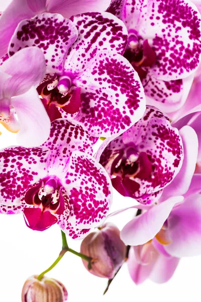 Lila Orkidé Blommor Makro Selektivt Fokus — Stockfoto