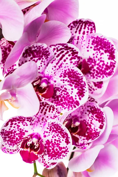 Paarse Orchidee Bloemen Macro Selectieve Aandacht — Stockfoto