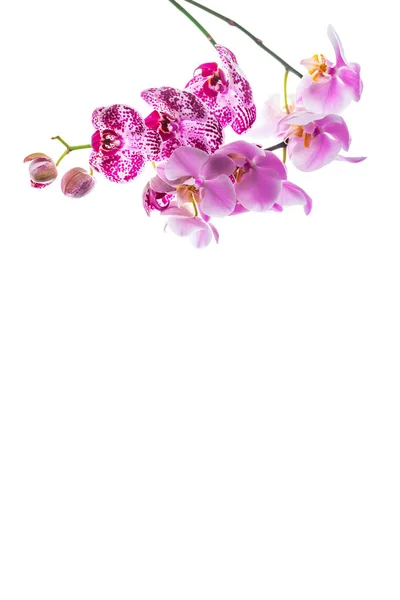Orchideebloemen Geïsoleerd Een Witte Achtergrond Met Kopie Ruimte Selectieve Aandacht — Stockfoto