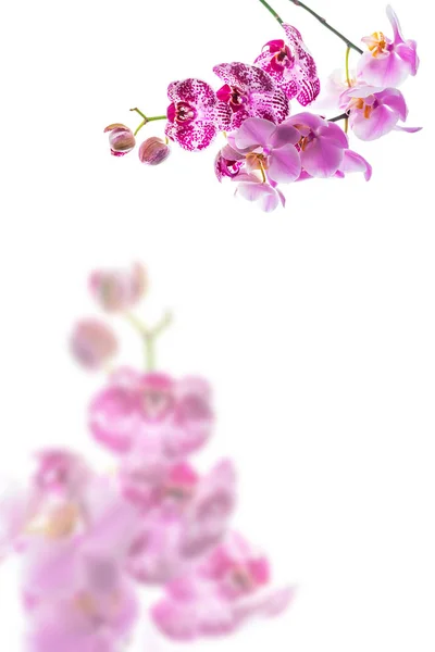 Orchid Blommor Isolerad Vit Bakgrund Med Kopia Utrymme Selektivt Fokus — Stockfoto