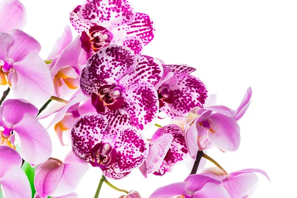 Orchid Blommor Isolerad Vit Bakgrund Med Kopia Utrymme Selektivt Fokus — Stockfoto