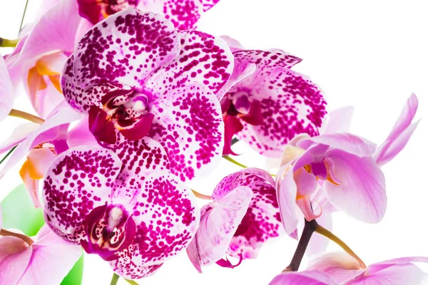 Paarse Orchidee Bloemen Macro Selectieve Aandacht — Stockfoto