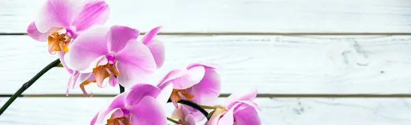 Orchidea Virágok Fehér Háttér Szelektív Összpontosít — Stock Fotó