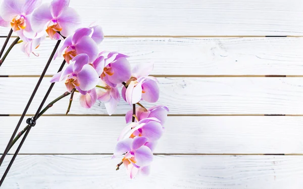 Orchidea Virágok Fehér Háttér Szelektív Összpontosít — Stock Fotó