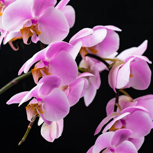 Fiori Del Orchid Sullo Sfondo Nero Focus Selettivo — Foto Stock