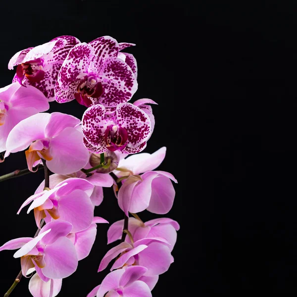 Orchid Blommor Svart Bakgrund Selektivt Fokus — Stockfoto