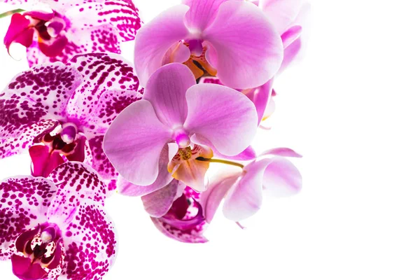 Orchid Flowers Isolated White Background Copy Space Selective Focus Royalty Free Stock Photos