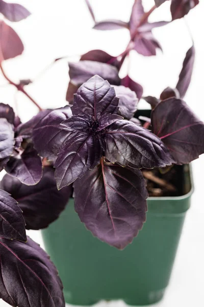 Growing Purple Basil Isolated on White. Selective focus.