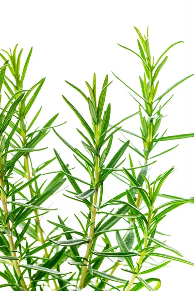 Rosemary Rosmarinus Herbs Plants Aislado Sobre Fondo Blanco Enfoque Selectivo — Foto de Stock