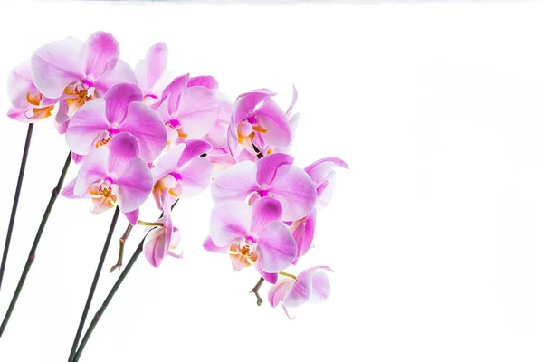 Orchideebloemen Geïsoleerd Een Witte Achtergrond Met Kopie Ruimte Selectieve Aandacht — Stockfoto