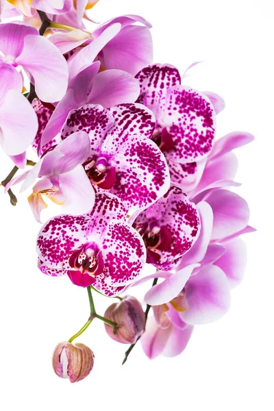 Orchid Blommor Isolerad Vit Bakgrund Med Kopia Utrymme Selektivt Fokus — Stockfoto