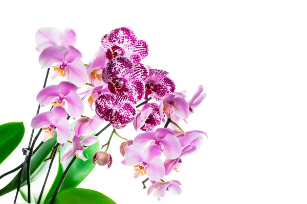 Fiori Del Orchid Isolati Sfondo Bianco Con Spazio Della Copia — Foto Stock