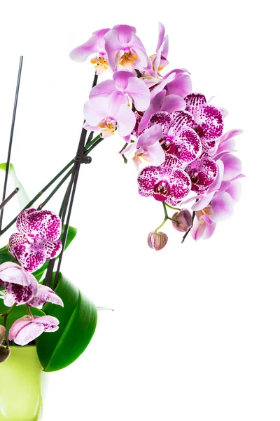Orchid Blommor Isolerad Vit Bakgrund Med Kopia Utrymme Selektivt Fokus — Stockfoto