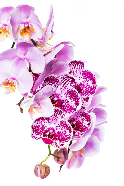 Orchid Flowers Isolated White Background Copy Space Selective Focus Stock Picture