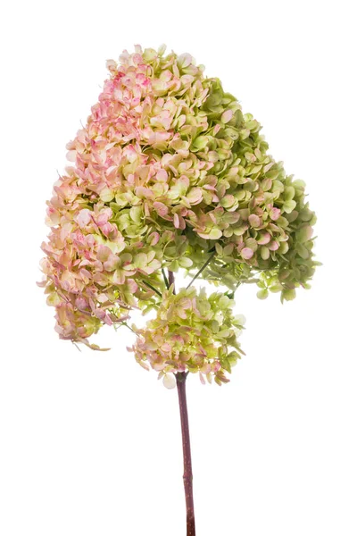 Hortensia Bloemen Geïsoleerd Witte Achtergrond Selectieve Focus — Stockfoto