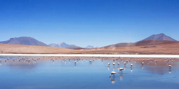 Rosa Flamingos Bolivia Natur Och Djurliv Vackert Landskap Med Fjällsjö — Stockfoto