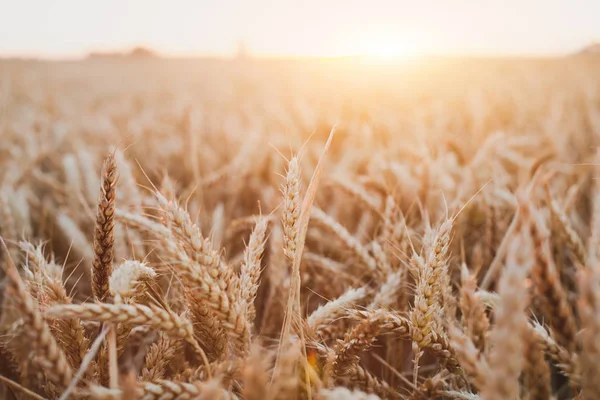 Weizen Getreidefeld Schönen Hintergrund Mit Goldenem Sonnenuntergang Licht Getreideernte — Stockfoto