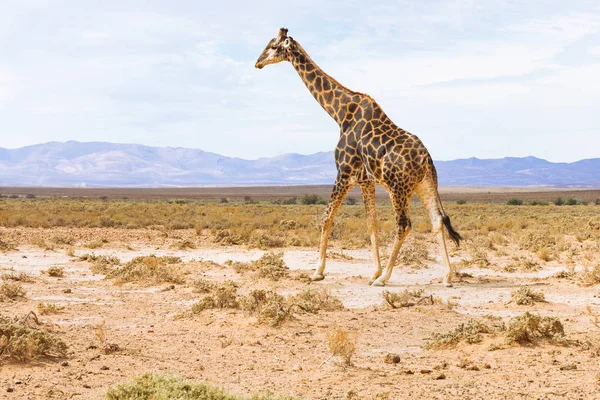 Zürafa Peyzaj Güney Afrika Yaban Hayatı Safari — Stok fotoğraf