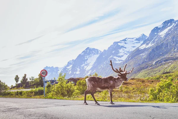Северный Олень Идущий Дороге Норвегии — стоковое фото