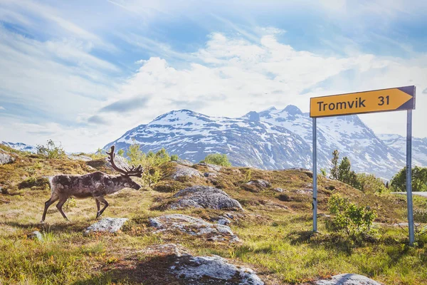 Rentiere Laufen Stadtgebiet Der Nähe Von Straßenschildern Zur Stadt Tromvik — Stockfoto