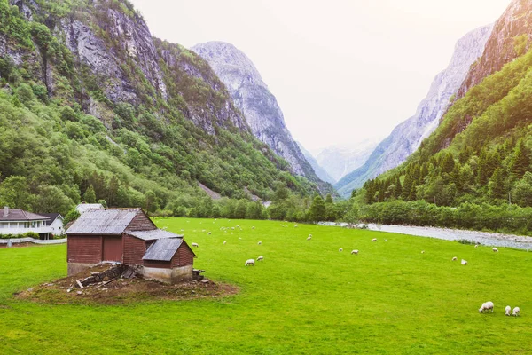 Paisagem Idílica Fazenda Ovelhas Noruega Belo Vale — Fotografia de Stock
