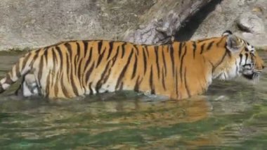 Suda yürüme bir Sibirya kaplanı