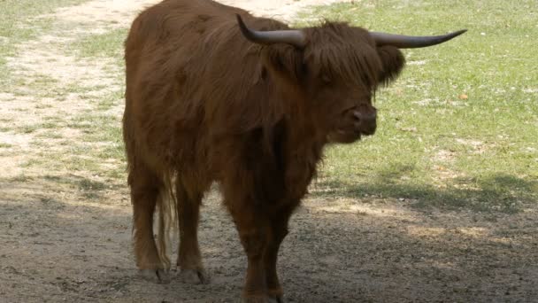 Highland Ganado Hierba Mascar — Vídeo de stock