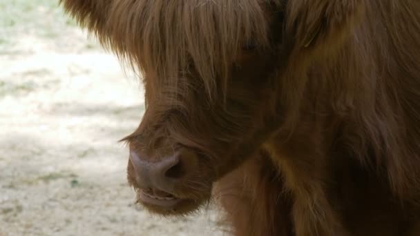 Primer Plano Highland Ganado Masticando Hierba — Vídeo de stock