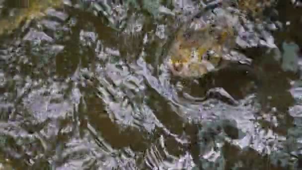 Рыба Кои Плавающая Поверхности Пруда — стоковое видео