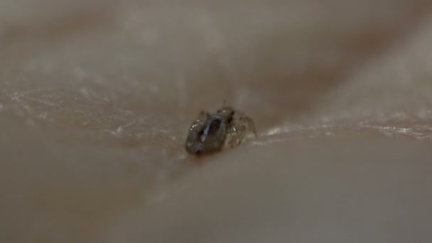 Louse Skin Close View — Stock Video