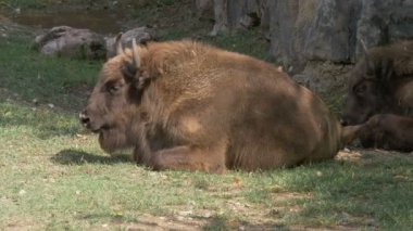 Çayır çim yeme vahşi Avrupa bizonu