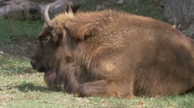 Çayır çim yeme vahşi Avrupa bizonu