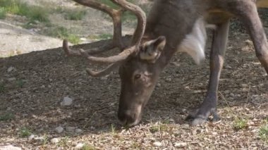 Ren geyiği ormanda yeme büyük geyik boynuzu ile