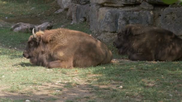 Wild European Bisons Eating Grass Meadow — Stock Video