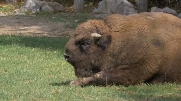 Wild European Bison Eating Grass Meadow — Stock Video