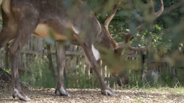 Ein Rentier Mit Großem Geweih Das Wald Frisst — Stockvideo