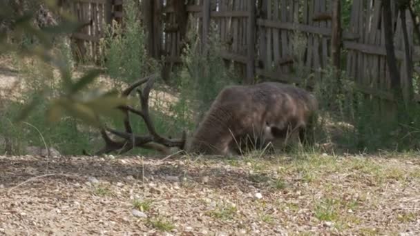 Reno Con Grandes Cuernos Comiendo Bosque — Vídeos de Stock