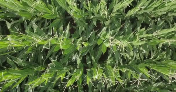 Aerial View Corn Field — Stock Video